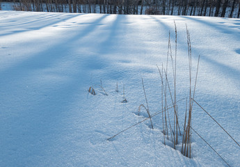 grass in snow shadows