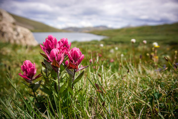 Obraz premium Colorado Alpine Meadow at Silver Dollar Lake #11