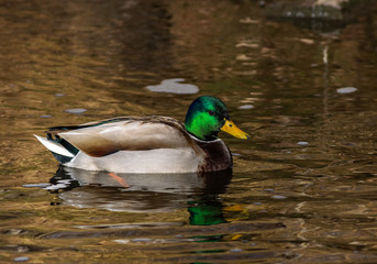 Mallard male hanging out in a river