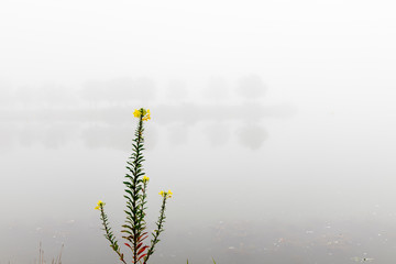 Sundrop wildflowers in the fog with lake and trees in background	