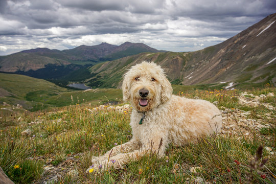 Colorado Traildog at Silver Dollar Lake #6