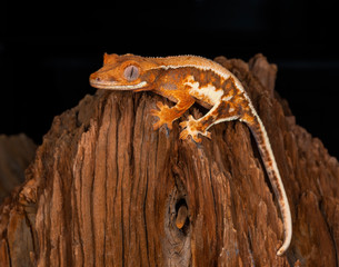 Baby Lilly White Crested Gecko