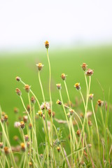 field of flowers