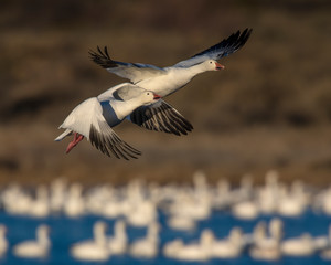 Pair of Snow Geese taking off at Bosque Del Apache National Wildlife Refuge