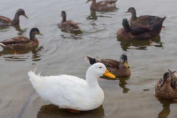 Ducks swimming in lake