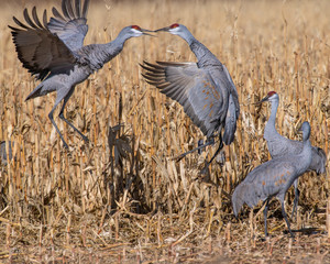 Snadhill Cranes fighting in a corna