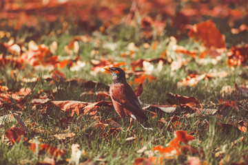 A close up picture of common Indian Myna bird sitting on grass with dry leaves in the autumn season in Delhi, India.