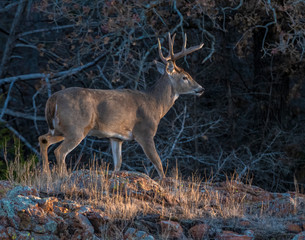 Whhite tailed Deer during the annual rut