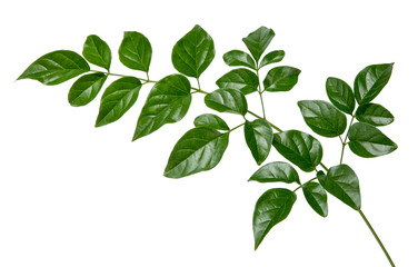 Fototapeta na wymiar Millingtonia hortensis leaf(Cork Tree, Indian Cork)isolated on white background.