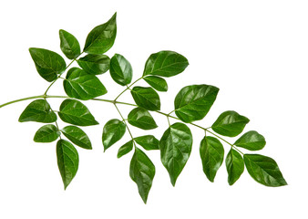 Millingtonia hortensis leaf(Cork Tree, Indian Cork)isolated on white background.