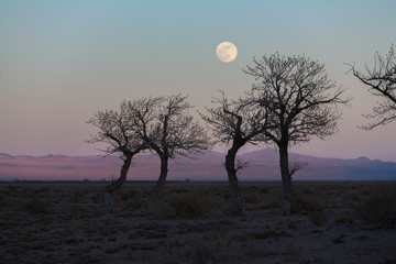 Obraz premium trees in a nature of western Mongolia in the evening