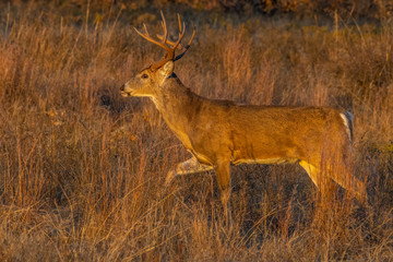 Whhite tailed Deer during the annual rut