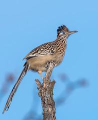 Greater Roadrunner