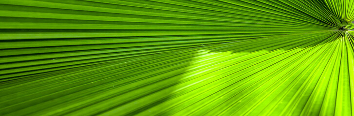 Banner size, green leaves pattern texture background.