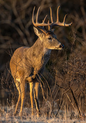 Whhite tailed Deer during the annual rut