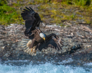 Bald Eagle in flight