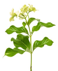 Mussaenda philippica leaf and white  flower (Queen Sirikit) Tropical isolate on white background,with clipping path.