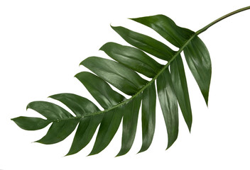 Philodendron leaf(Monstera deliciosa) tropical isolated on white background, with clipping path. 