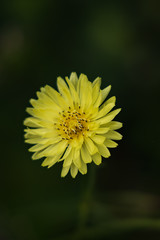 Rattlesnake Hawkweed, wildflower, isolated, close-up
