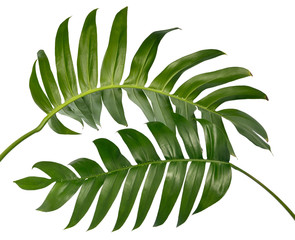 Philodendron leaf(Monstera deliciosa) tropical isolated on white background, with clipping path.  © ittisak