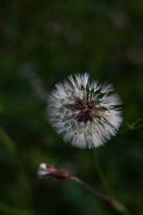 Dandelion close-up