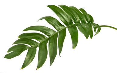 Philodendron leaf(Monstera deliciosa) tropical isolated on white background, with clipping path.  © ittisak