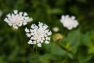Wild Angelica herb plant