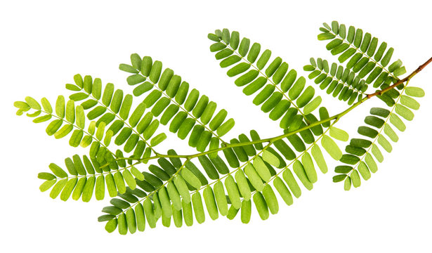 Tamarindus indica leaves(Tamarind, Indian Date)tropical isolated on white background, with clipping path. 