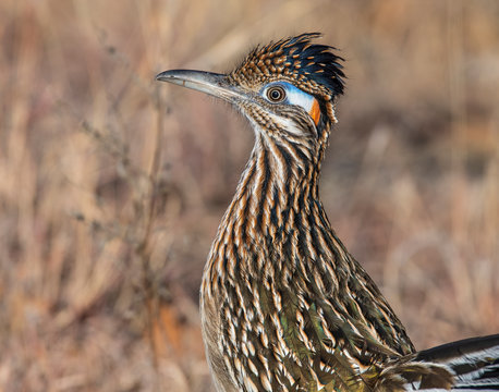 Greater Roadrunner