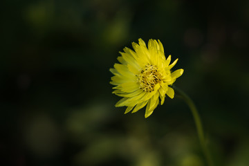 Rattlesnake Hawkweed, wildflower, isolated, close-up