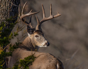 Whhite tailed Deer during the annual rut