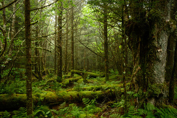 Fototapeta na wymiar Moss Covered Forest Floor In Fog