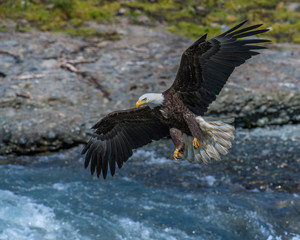 Bald Eagle in Alaska