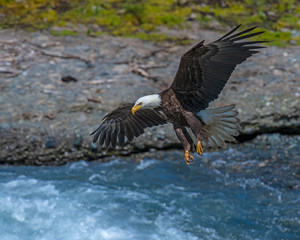 Bald Eagle in Alaska