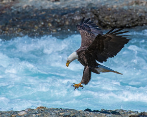 Bald Eagle in Alaska