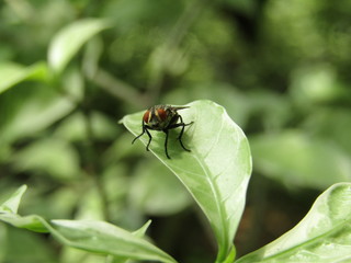 Close up macro view of tropical continental flies or lalat perched on the green dewy leaves foliage in blurry background in the morning. Selective focus. Black Fly insect Diptera Oestroidea blow flesh