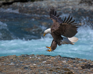 Bald Eagle in Alaska