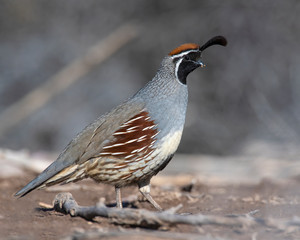 Gambel's Quail male