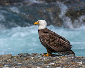 Bald Eagle in Alaska