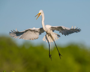 Great White Egret