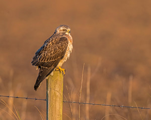 Hawk perched on a pole