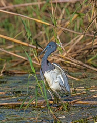 Tricolor Heron