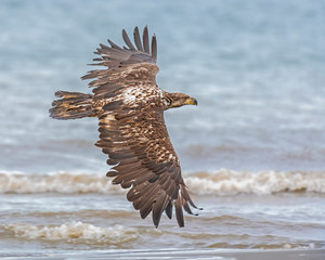 Bald Eagle in Alaska flying on the beach