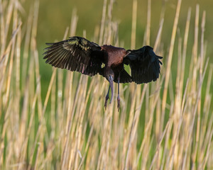 Glossy Ibis in flight