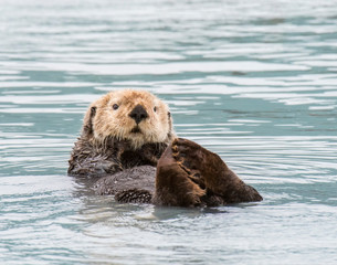 Sea Otter in Alaska near Valdez © David McGowen