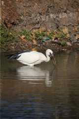 Obraz premium White bird in the water