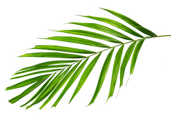  Macarthur palm leaves(Ptychosperma macarthurii)Tropical isolated on white background,with clipping path.