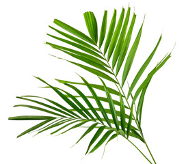  Macarthur palm leaves(Ptychosperma macarthurii)Tropical isolated on white background,with clipping path.