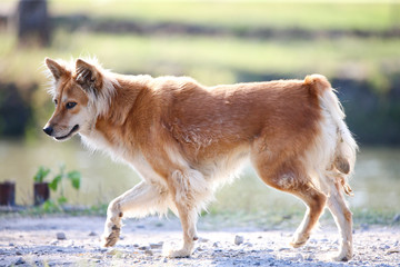 dog on the beach