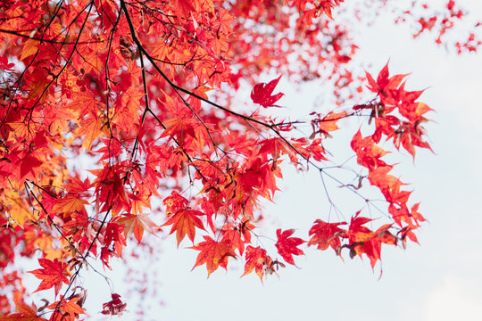 Japan Nature ,Red Autumn leaves , On white sky , Traditional , Maple Leave